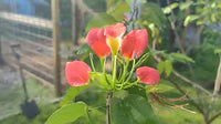 Rot Gelb Schmetterlingsorchidee Blumensamen zur Aussaat pflegeleicht Traditionssorte & ohne Gentechnik Samen Hausgarten