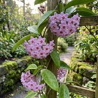hell Violett Hoya Carnosa Blumensamen zur Aussaat leuchtend Blüten Traditionssorte & ohne Gentechnik Samen Hausgarten
