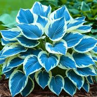 Hosta Blumensamen zur Aussaat – Drought verträglich – Traditionssorte & ohne Gentechnik Samen Hausgarten