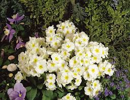 Weiß Primrose Flower Samen zum Pflanzen