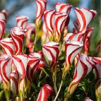 Rot Weiß Sauerklee Blumensamen zur Aussaat – Schnitt Blume beliebt Traditionssorte & ohne Gentechnik Samen Hausgarten