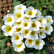 Weiß Sauerklee Laciniata Blumensamen zur Aussaat Halbschatten verträglich Traditionssorte & ohne Gentechnik Samen Hausgarten