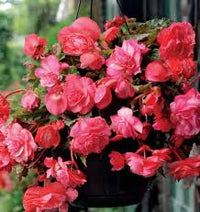 Rosa Begonie Blumensamen zur Aussaat – kompakt Wuchs – Traditionssorte & ohne Gentechnik Samen Hausgarten