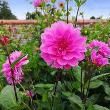Rosa mehrfarbige Dahlie Blumensamen zur Aussaat – duftend Blüten – Traditionssorte & ohne Gentechnik Samen Hausgarten