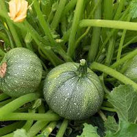 Green Ronde de Gemüsesamen für einfache Aussaat