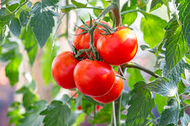 Rot Bell Tomate Gemüsesamen  Perfect for Home Growing