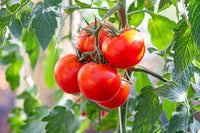 Rot Bell Tomate Gemüsesamen  Perfect for Home Growing
