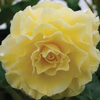 hell Gelb Succulent Blumensamen zur Aussaat ideal Rabatten Traditionssorte & ohne Gentechnik Samen Hausgarten