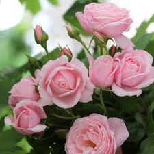 tief Rosa Rose Blumensamen zur Aussaat – Halbschatten verträglich – Traditionssorte & ohne Gentechnik Samen Hausgarten