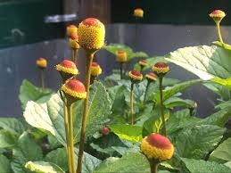 Paracress SpotFlower Samen zur Aussaat – farbenfroh Schau – Traditionssorte & ohne Gentechnik Samen Hausgarten