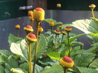 Paracress SpotFlower Samen zur Aussaat – farbenfroh Schau – Traditionssorte & ohne Gentechnik Samen Hausgarten