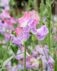 Duftwicke Samen Lathyrus odoratus