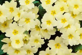 Semillas de flores de prímula blanca para plantar