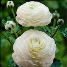 Weiß Ranunculus Blumensamen zur Aussaat hochwertige Qualitäts- Traditionssorte & ohne Gentechnik Samen Hausgarten
