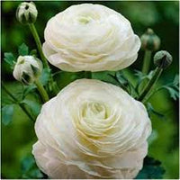 Weiß Ranunculus Blumensamen zur Aussaat hochwertige Qualitäts- Traditionssorte & ohne Gentechnik Samen Hausgarten