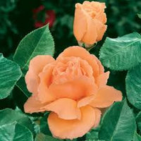 Orange Joey Hybrid Tea Rose Blumensamen zur Aussaat – Schnitt Blume beliebt – Traditionssorte & ohne Gentechnik Samen Hausgarten