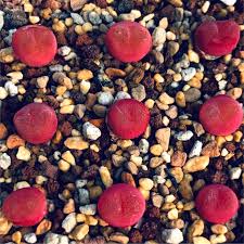 Rot Conophytum Blumensamen zur Aussaat – Halbschatten verträglich – Traditionssorte & ohne Gentechnik Samen Hausgarten