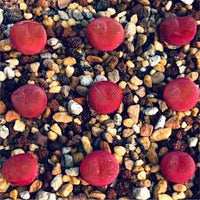 Rot Conophytum Blumensamen zur Aussaat – Halbschatten verträglich – Traditionssorte & ohne Gentechnik Samen Hausgarten