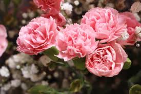 hell Rosa Carnations Blumensamen zur Aussaat ideal Rabatten Traditionssorte & ohne Gentechnik Samen Hausgarten