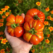 Rot Costoluto Tomate Samen for Gemüse Gardening - Easy Planting