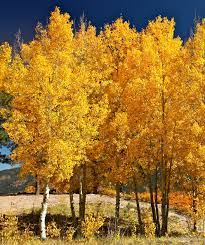 Quaking Aspen Blumensamen zur Aussaat – kompakt Wuchs – Traditionssorte & ohne Gentechnik Samen Hausgarten