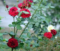 Rot Thornless Rose Blumensamen zur Aussaat Landhaus Garten wichtig Traditionssorte & ohne Gentechnik Samen Hausgarten