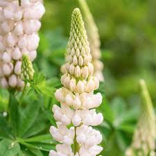 Weiß Lupine Blumensamen zur Aussaat Traditionssorte ohne Gentechnik Landhaus Garten biologisch Samen