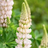 Weiß Lupine Blumensamen zur Aussaat Traditionssorte ohne Gentechnik Landhaus Garten biologisch Samen