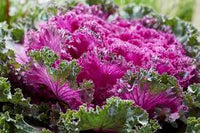 Pink Nagoya Kale Samen zum Pflanzen - Vibrant Gemüse Variety