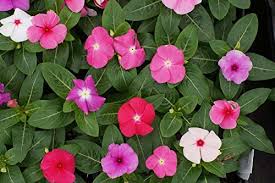 Vinca Periwinkle Blumensamen Mischung