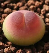Grün Conophytum Ratum Blumensamen zur Aussaat – Garten beliebt – Traditionssorte & ohne Gentechnik Samen Hausgarten