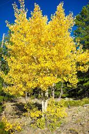 Quaking Aspen Blumensamen zur Aussaat – kompakt Wuchs – Traditionssorte & ohne Gentechnik Samen Hausgarten