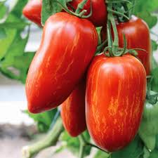 Rot Speckle Tomate Samen for Gemüse Planting