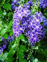 Duranta Erecta Blumensamen zur Aussaat Landhaus Garten wichtig Traditionssorte & ohne Gentechnik Samen Hausgarten