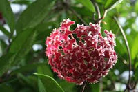 hell Rot Hoya Blumensamen zur Aussaat saisonal Dauerblüher Traditionssorte & ohne Gentechnik Samen Hausgarten