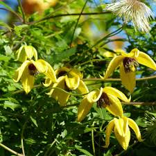 Gelb Tangutica Blumensamen zur Aussaat – Landhaus Garten wichtig – Traditionssorte & ohne Gentechnik Samen Hausgarten