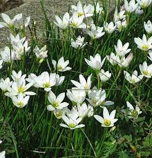 Zephyranthes Candida Blumensamen zur Aussaat – Halbschatten verträglich – Traditionssorte & ohne Gentechnik Samen Hausgarten