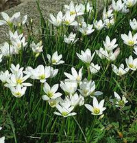 Zephyranthes Candida Blumensamen zur Aussaat – Halbschatten verträglich – Traditionssorte & ohne Gentechnik Samen Hausgarten
