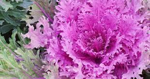 Pink Nagoya Kale Samen zum Pflanzen - Vibrant Gemüse Variety