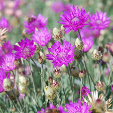 Gemischt Xeranthemum Annum Blumensamen zur Aussaat – farbenfroh Schau – Traditionssorte & ohne Gentechnik Samen Hausgarten