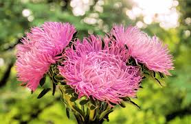Rosa Aster Callistephus Blumensamen zur Aussaat pflegeleicht Traditionssorte & ohne Gentechnik Samen Hausgarten