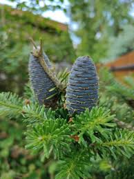 Lila Abies Blumensamen zur Aussaat – kompakt Wuchs – Traditionssorte & ohne Gentechnik Samen Hausgarten