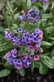 Pulmonaria Blumensamen zur Aussaat Bestäuber freundlich Traditionssorte & ohne Gentechnik Samen Hausgarten