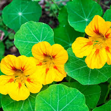 dunkel Orange Kapuzinerkresse Blumensamen zur Aussaat leuchtend Blüten Traditionssorte & ohne Gentechnik Samen Hausgarten