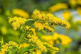 Goldenrod Blumensamen zur Aussaat – Wildblume Mischung – Traditionssorte & ohne Gentechnik Samen Hausgarten