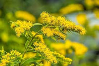 Goldenrod Blumensamen zur Aussaat – Wildblume Mischung – Traditionssorte & ohne Gentechnik Samen Hausgarten