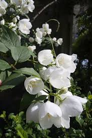 Immergrün Blumensamen zur Aussaat – robust Sorte – Traditionssorte & ohne Gentechnik Samen Hausgarten