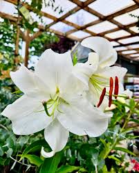 Casa Blanca Blumensamen zur Aussaat – ideal Rabatten – Traditionssorte & ohne Gentechnik Samen Hausgarten