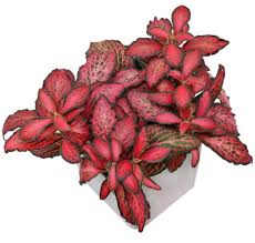 Rot Fittonia Verschaffeltii Blumensamen zur Aussaat – Anzucht – Traditionssorte & ohne Gentechnik Samen Hausgarten