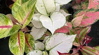 Mischung Rosa Aglaonema Blumensamen zur Aussaat – lang Blüte Saison – Traditionssorte & ohne Gentechnik Samen Hausgarten